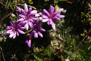 Inca Trail - Flower1