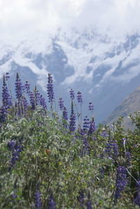Inca Trail - Flower2