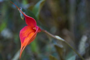 Inca Trail - Flower5