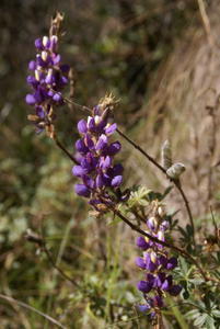 Inca Trail - Flower9