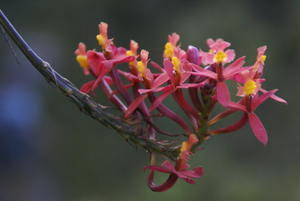 Inca Trail - Flower13