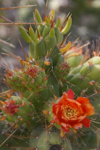 Colca -Cactus