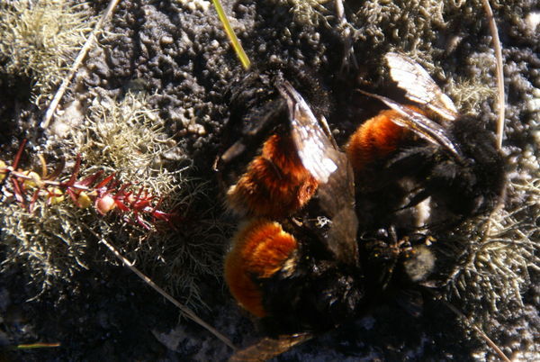Huaraz - Bees