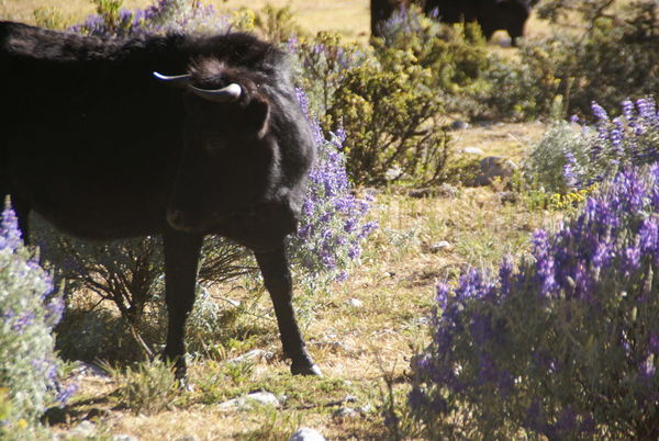 Huaraz - Bull