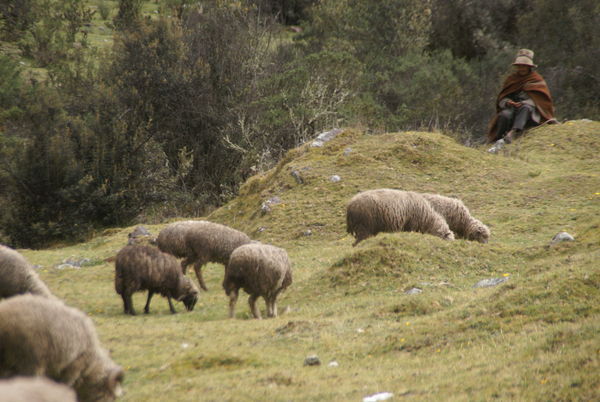 Huaraz - sheep1