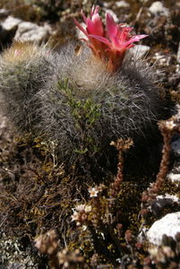Huaraz - Cactus