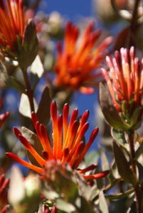 Huaraz - Flower2