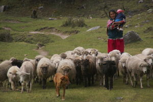 Huaraz - sheep2