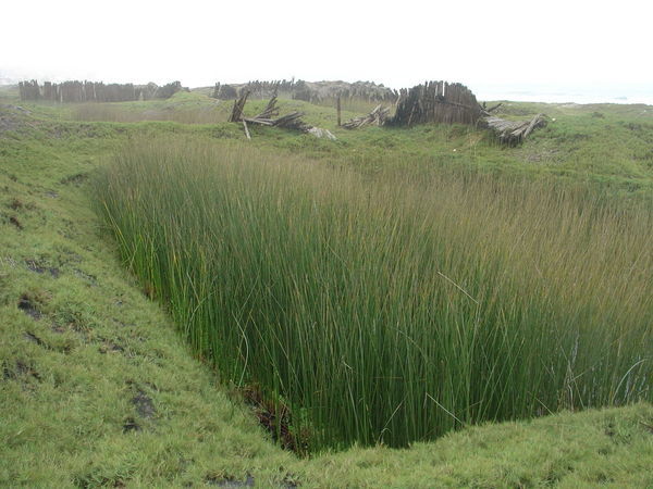 Huanchaco - reed fields