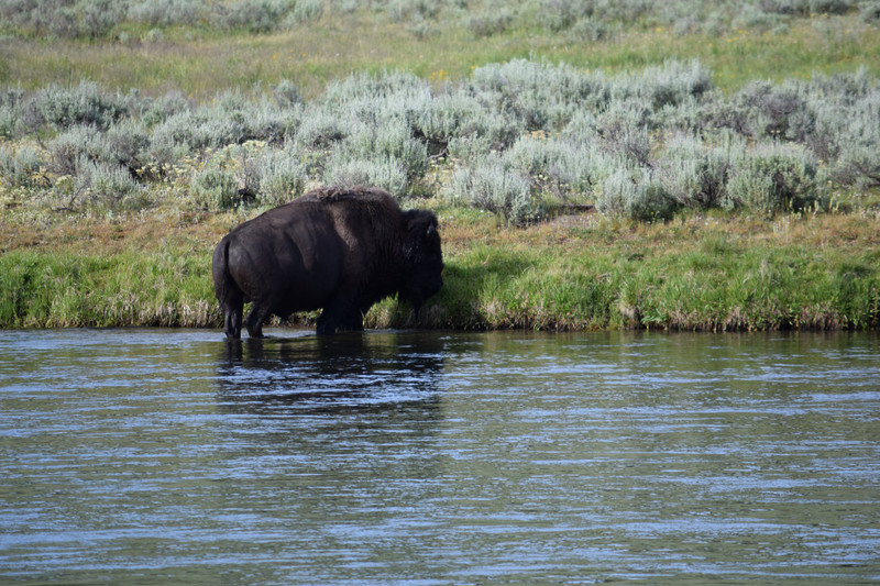 Bison emerging from Yellowstone River