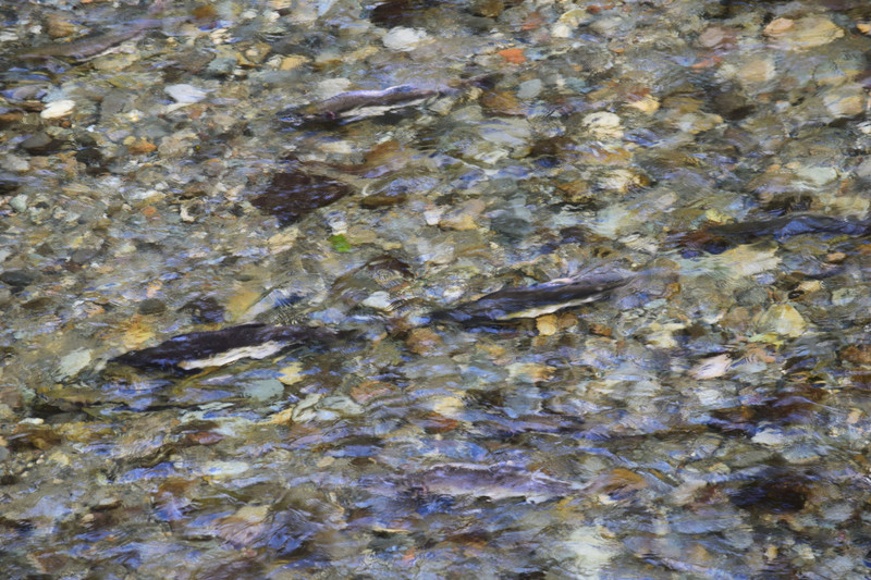 Fish Creek Salmon
