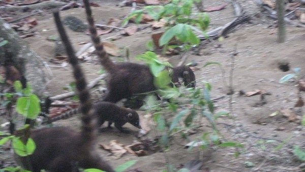 Family of Coati (Costa Rican Racoon)