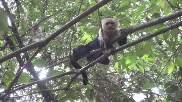 One of the many curious monkeys along the trail