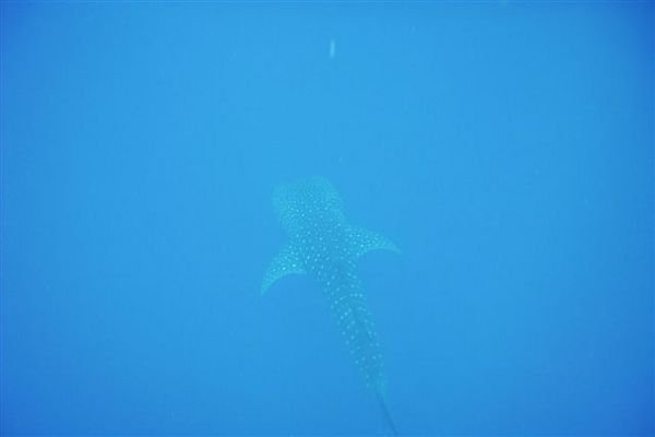 Whale Shark!