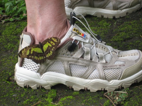 This could be a shoe ad..."Light as a butterfly"
