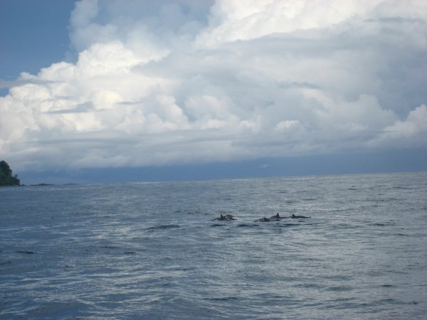 Dolphin visit by Canos Island