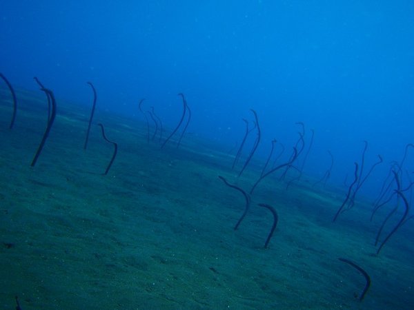Strange Garden Eels blending in with ocean plants