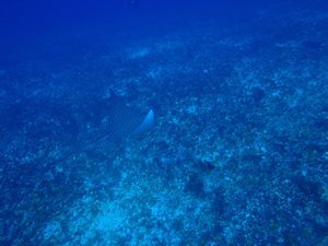 Spotted Eagle Rays were harder to sneak up on