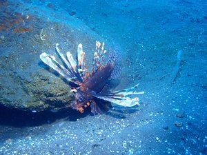 The always chilled out Lion fish
