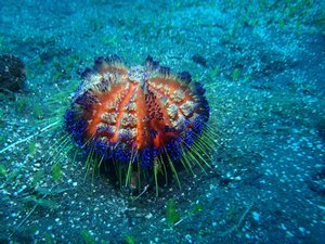 This strange little urchin puttered around like a spongy prickly caterpillar. So cool! 