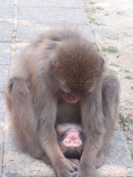 Mother son monkey love