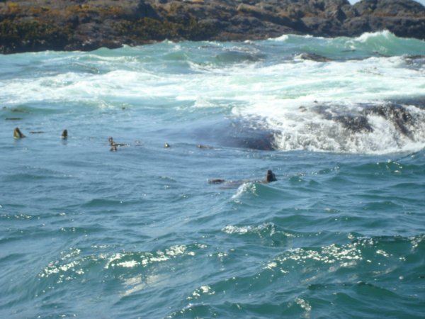 sea lions