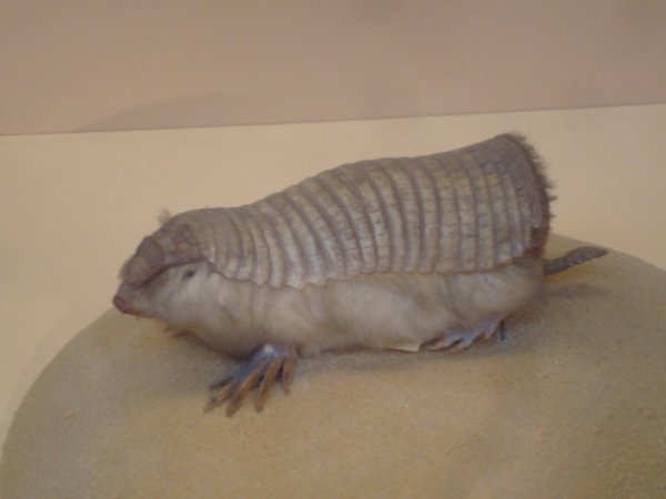 Natural History - pygmy armadillo, freaky as!
