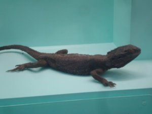 Natural History - bearded dragon (used to have a pet one of these)