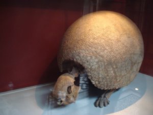 Natural History - armadillo relative