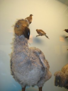Natural History - dodo