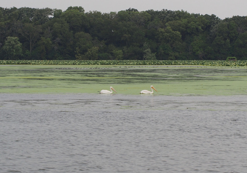 Pelicans on Illinois River