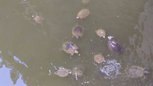Feeding Turtles at Green Turtle