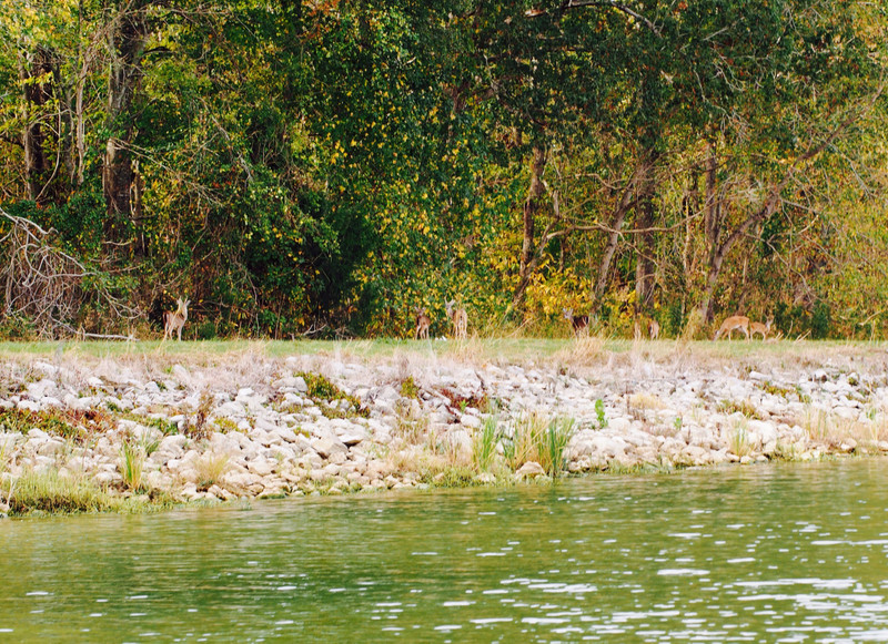 Deer along the River