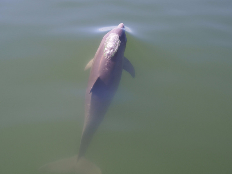 Dolphin Greeting in St. Petersburg