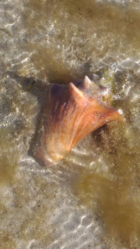 Conch on the Beach