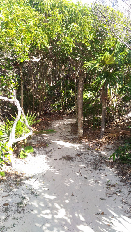 Trail from Sand Dollar Beach
