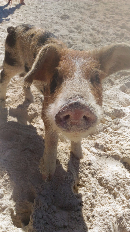 Pigs on the Beach