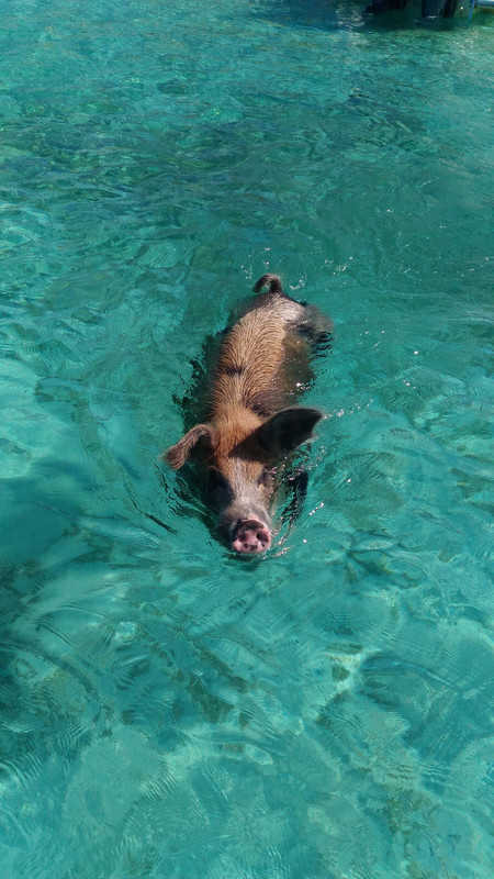 Swimming Pigs!