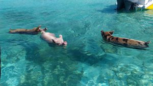 Swimming Pigs at Big Major Cay