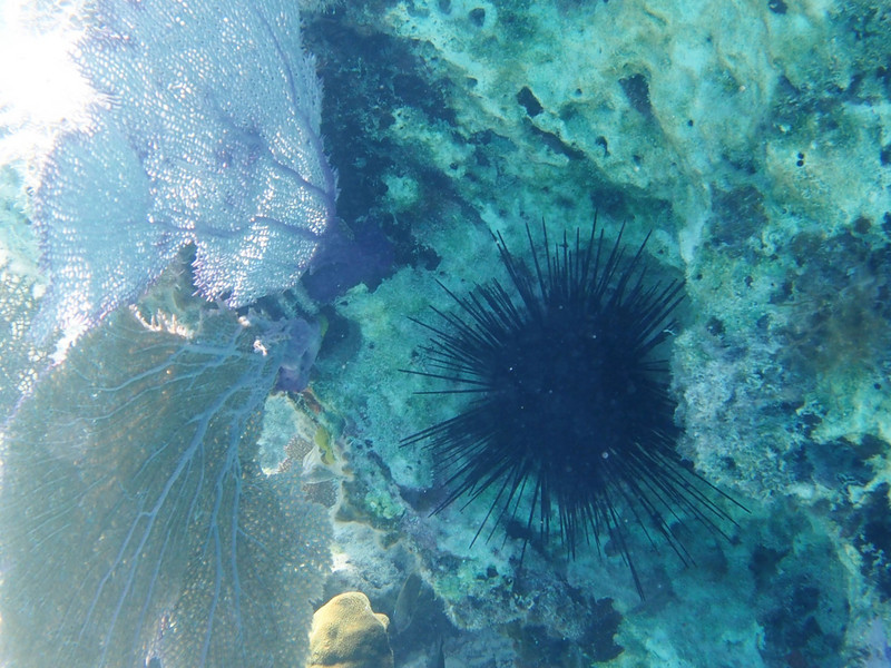 Long Spine Sea Urchin