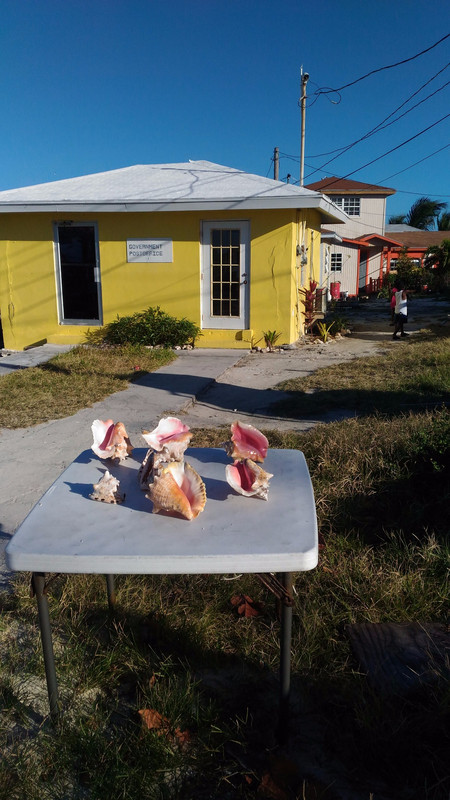 Conch shells for sale
