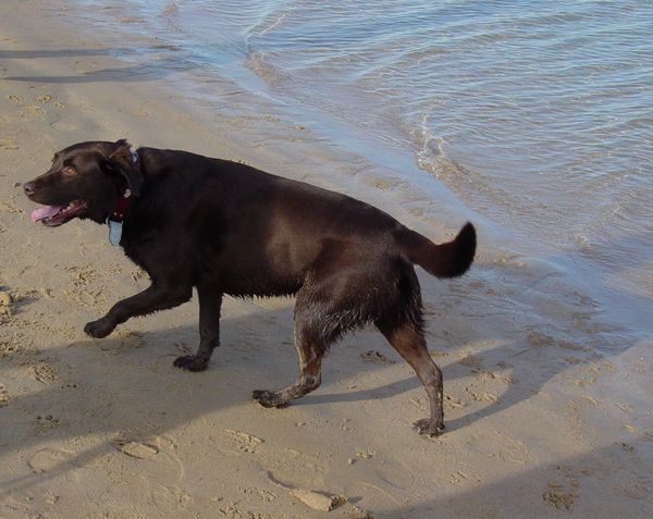 Baci enjoying the beach