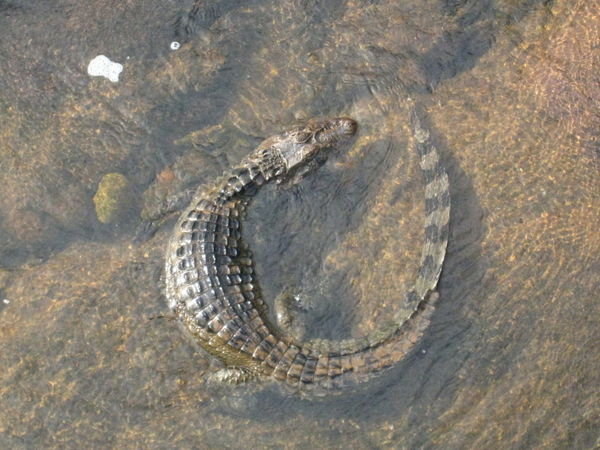 Aligator, Iguazu