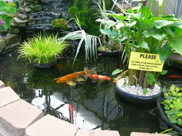 Coy Pond inside greenhouse