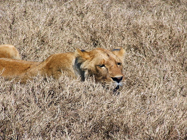 Lioness in the Crater 
