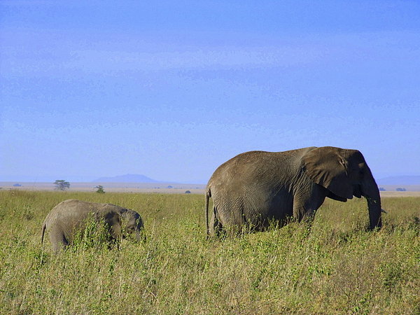 Elephant and calf.