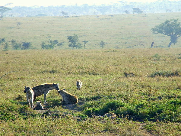 A family of Spotted Hyena on the plains of the Serengeti