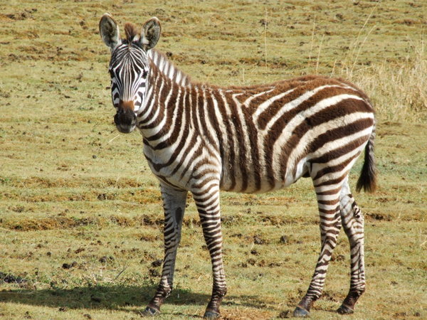 A Zebra foal