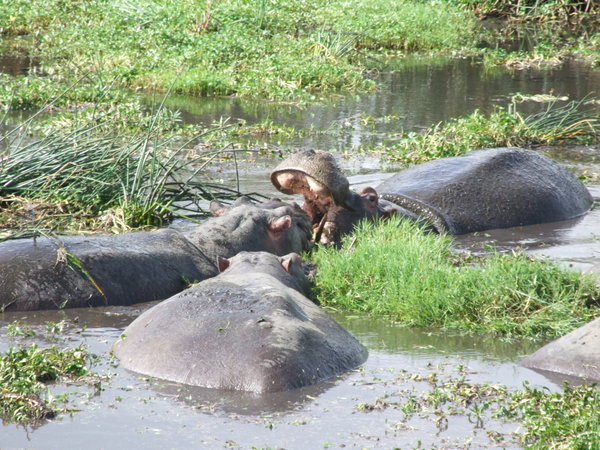 Hippos in the Crater