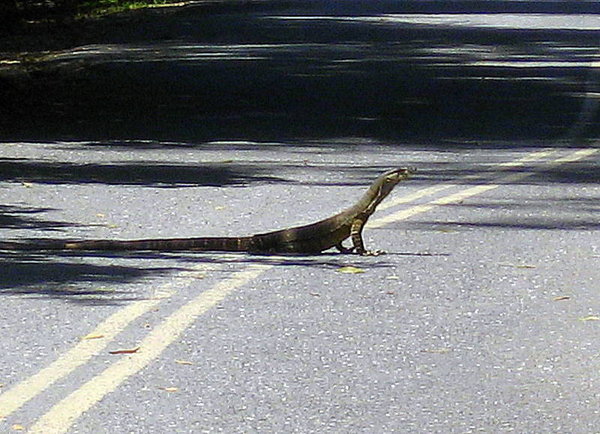 Beware!.. lizards crossing. 